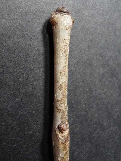 {Fraxinus americana}